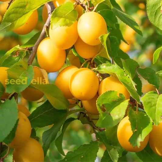 Mirabelle Plum Seeds For Fruit Planting Perennial Spring Growth heirloom non-gmo organic garden seeds