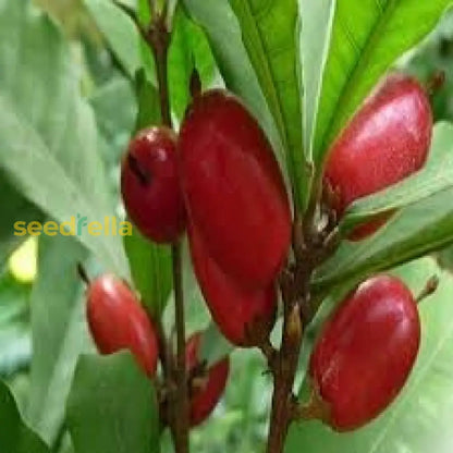 Dulcificum Fruit Seeds For Planting Grow Miracle Fruit At Home heirloom non-gmo organic garden seeds