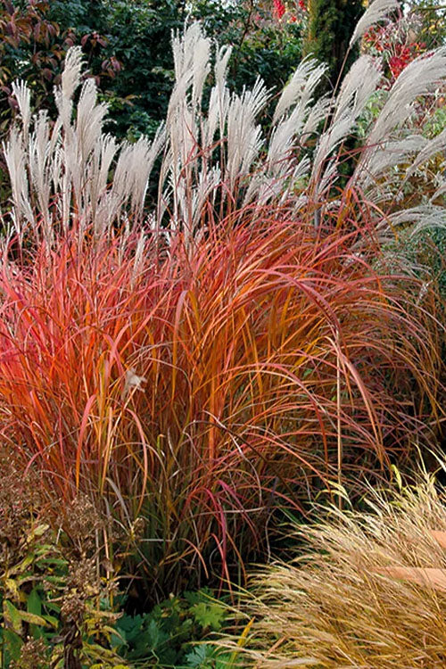 Miscanthus Flame Grass Seeds