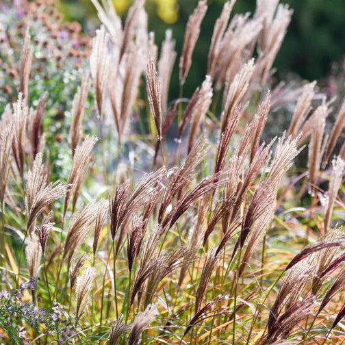 Miscanthus Sinensis Silbergras Kräutersamen