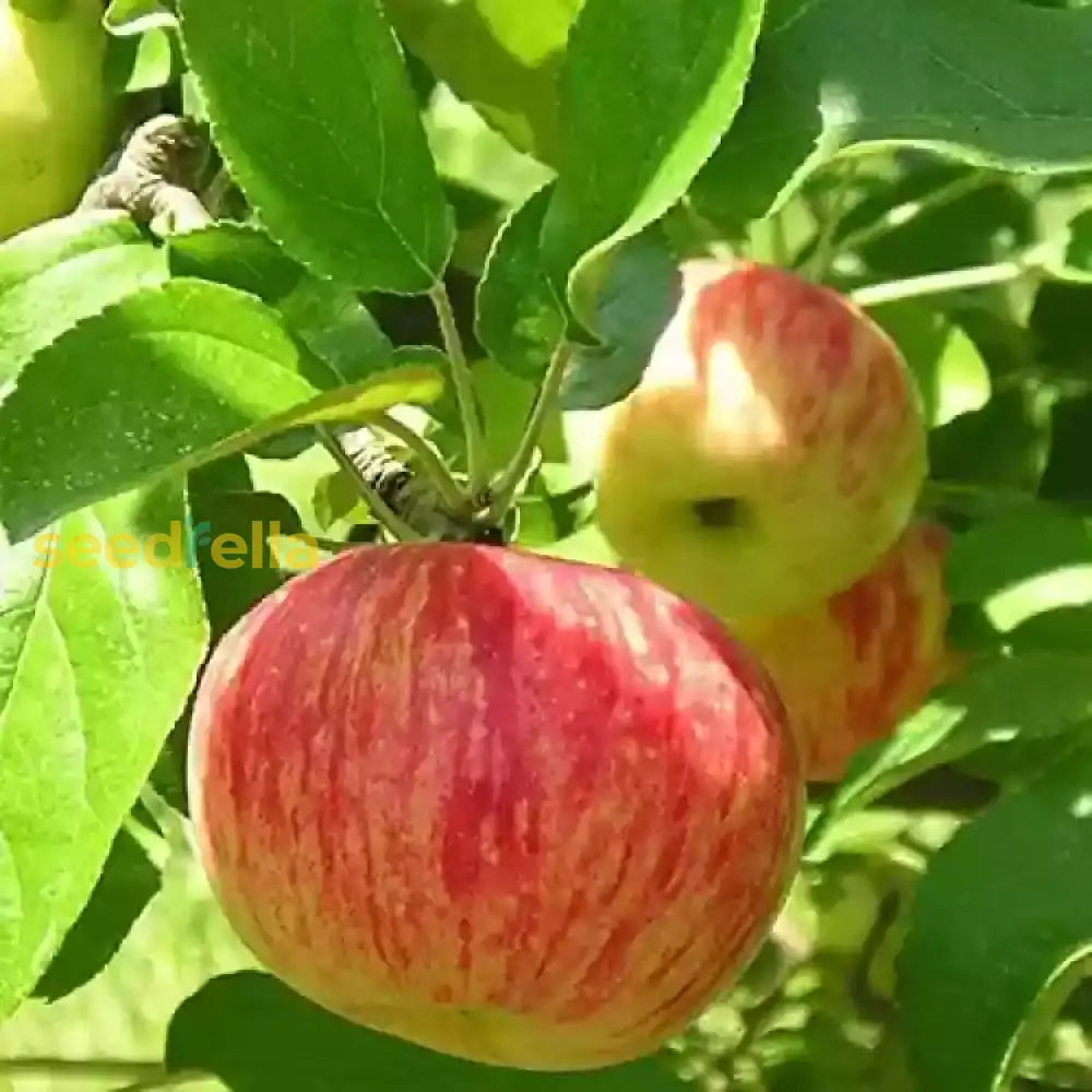 Apple Fruit Seeds for Planting - Red & Green Varieties