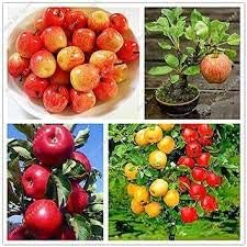 Mixed Apple Fruit Seeds For Planting Grow Your Own Apple Trees heirloom non-gmo organic garden seeds