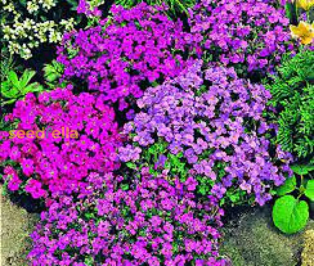 Mixed Aubrieta Hybrida Seeds For Planting - Vibrant Ground Cover Flowers Flower