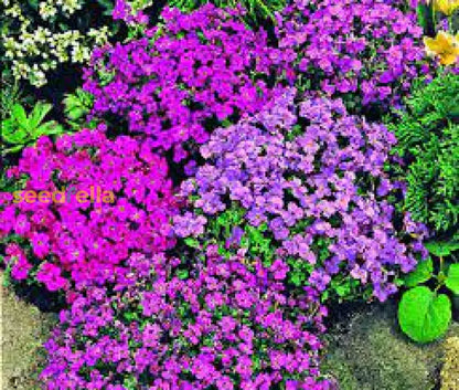 Mixed Aubrieta Hybrida Seeds For Planting - Vibrant Ground Cover Flowers Flower
