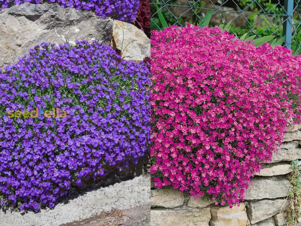 Mixed Aubrieta Hybrida Seeds For Planting - Vibrant Ground Cover Flowers Flower