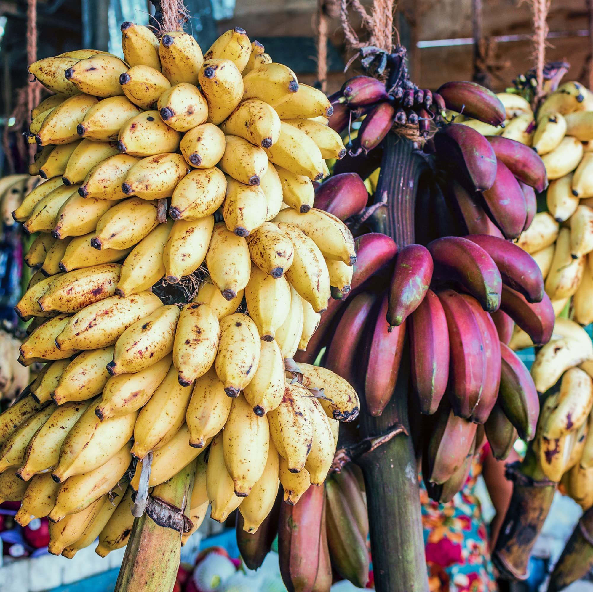 Mixed Banana Musa Fruit Seeds For Planting In Tropical Garden heirloom non-gmo organic garden seeds