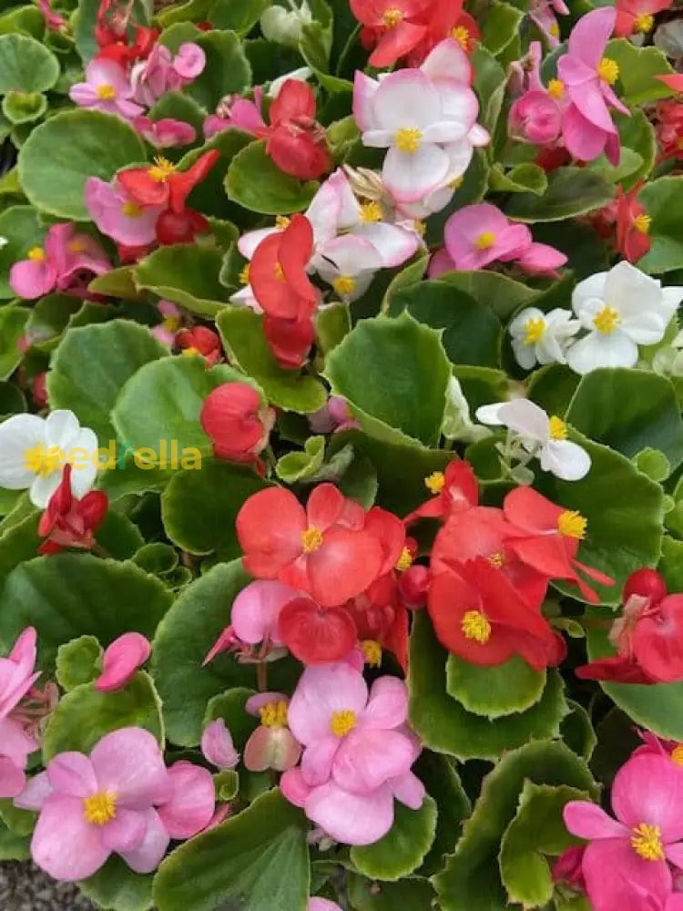 Mixed Begonia Flower Seeds For Planting
