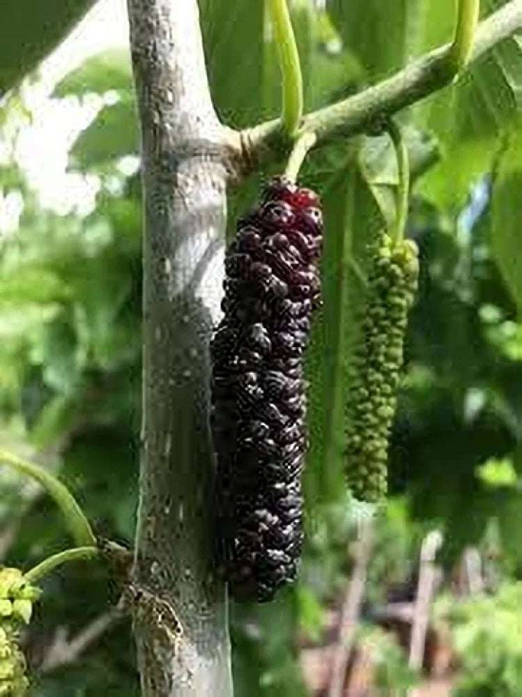 Wild Berry Fruit Planting - Seed for Sweet Harvests and Flavorful Garden Delights