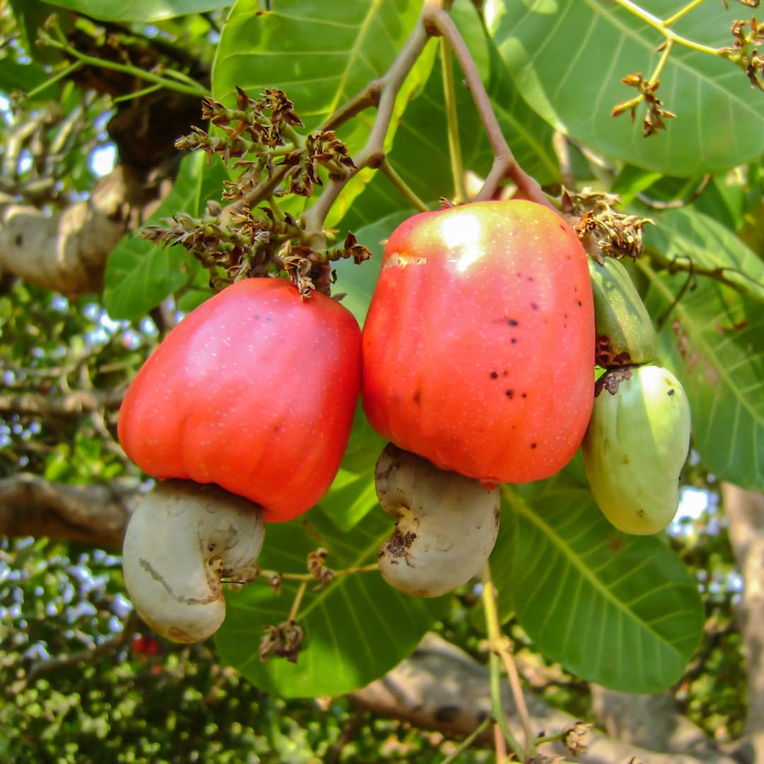 Mixed Cashew Tree Seeds For Planting Nutty Flavor! heirloom non-gmo organic garden seeds