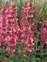 Mixed Colors Agastache Aurantiaca Cana (Hummingbird Mint / Hyssop) Flower Seeds
