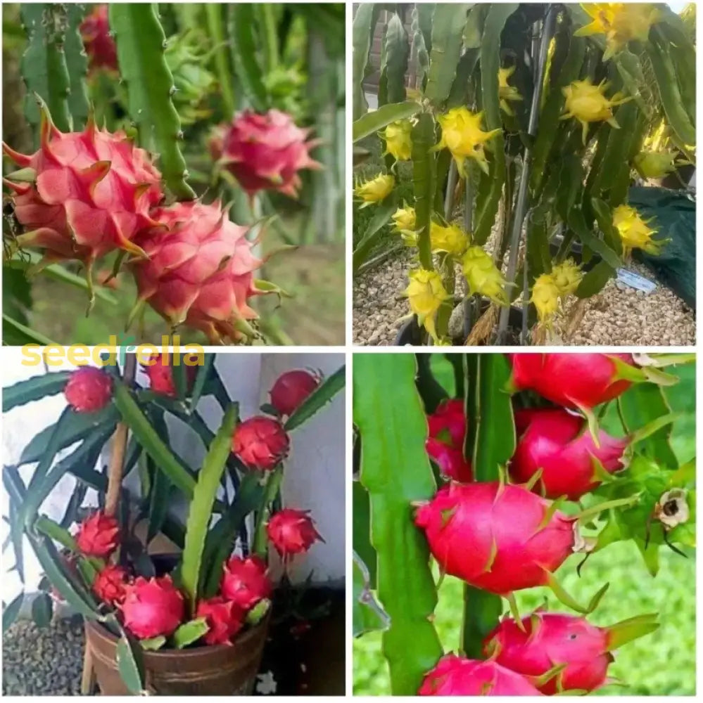 Mixed Colour Dragon Fruit Seeds For Easy Planting heirloom non-gmo organic garden seeds