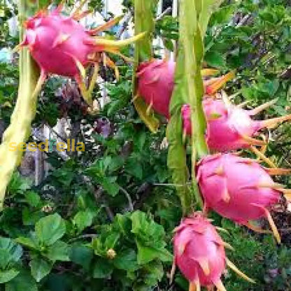 Mixed Colour Dragon Fruit Seeds for Easy Planting