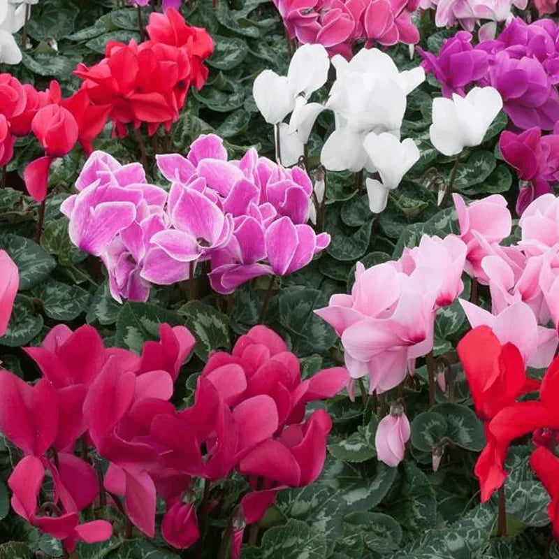 Mixed Cyclamen Seeds for planting in garden or pots