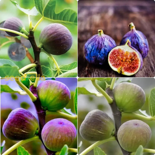 Mixed Fig Seeds For Planting Grow Delicious Figs At Home heirloom non-gmo organic garden seeds