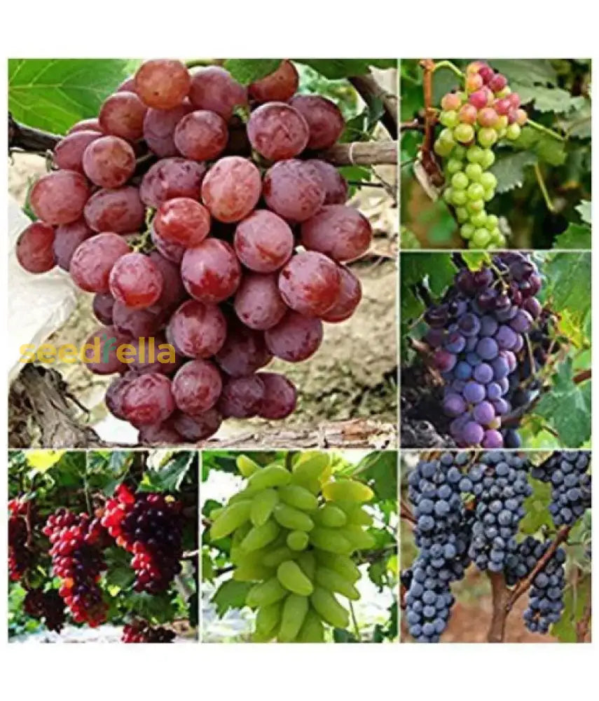 Mixed Grapes Seeds for Planting - Grow Your Own Delicious Grapes