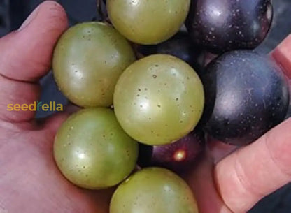 Mixed Grape Fruit Planting Seeds Diverse & Delicious Grapes For Your Garden heirloom non-gmo organic garden seeds