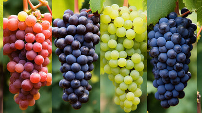 Grape Seeds for Planting - Cultivate a Variety of Tasty Grapes!
