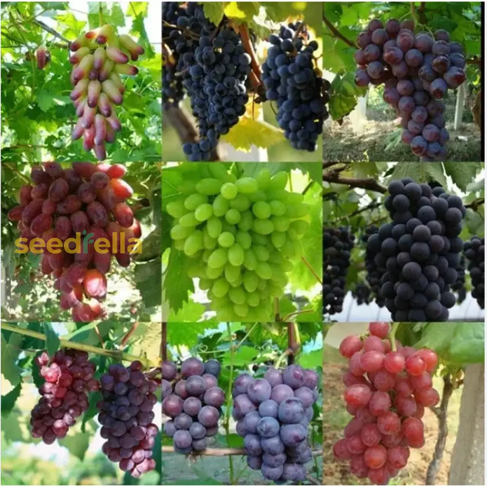 Mixed Grapes Seeds For Planting Grow Your Own Delicious Grapes heirloom non-gmo organic garden seeds