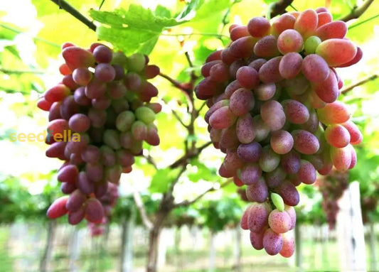 Grape Fruit Seeds For Planting Red & Green Varieties heirloom non-gmo organic garden seeds