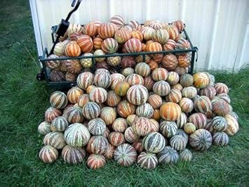 Mixed Kajari Melon Seeds For Planting heirloom non-gmo organic garden seeds