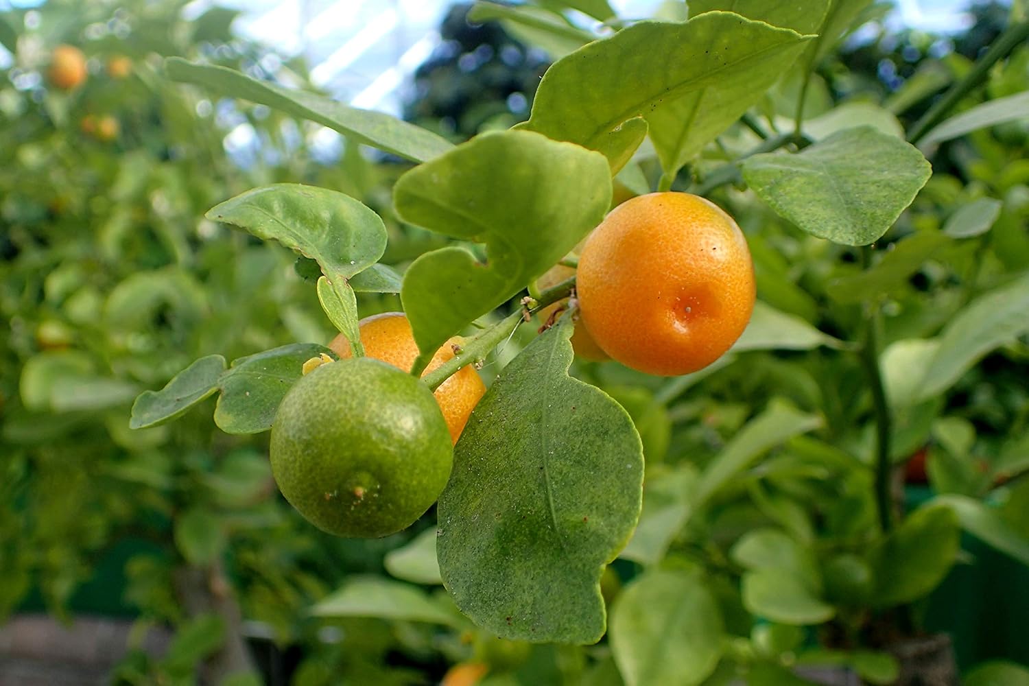Mixed Orange Fruit Seeds For Planting Cultivate A Variety Of Delicious Oranges heirloom non-gmo organic garden seeds