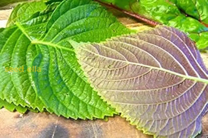 Mixed Perilla Seeds For Planting heirloom non-gmo organic garden seeds