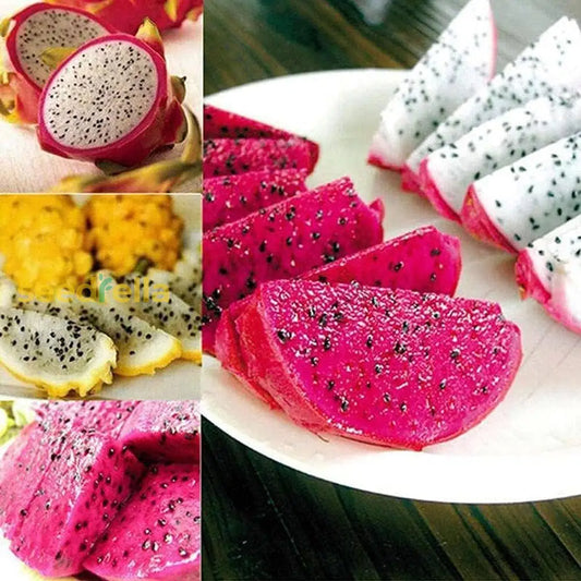 Mixed Pitaya Fruit Seeds For Easy Planting heirloom non-gmo organic garden seeds