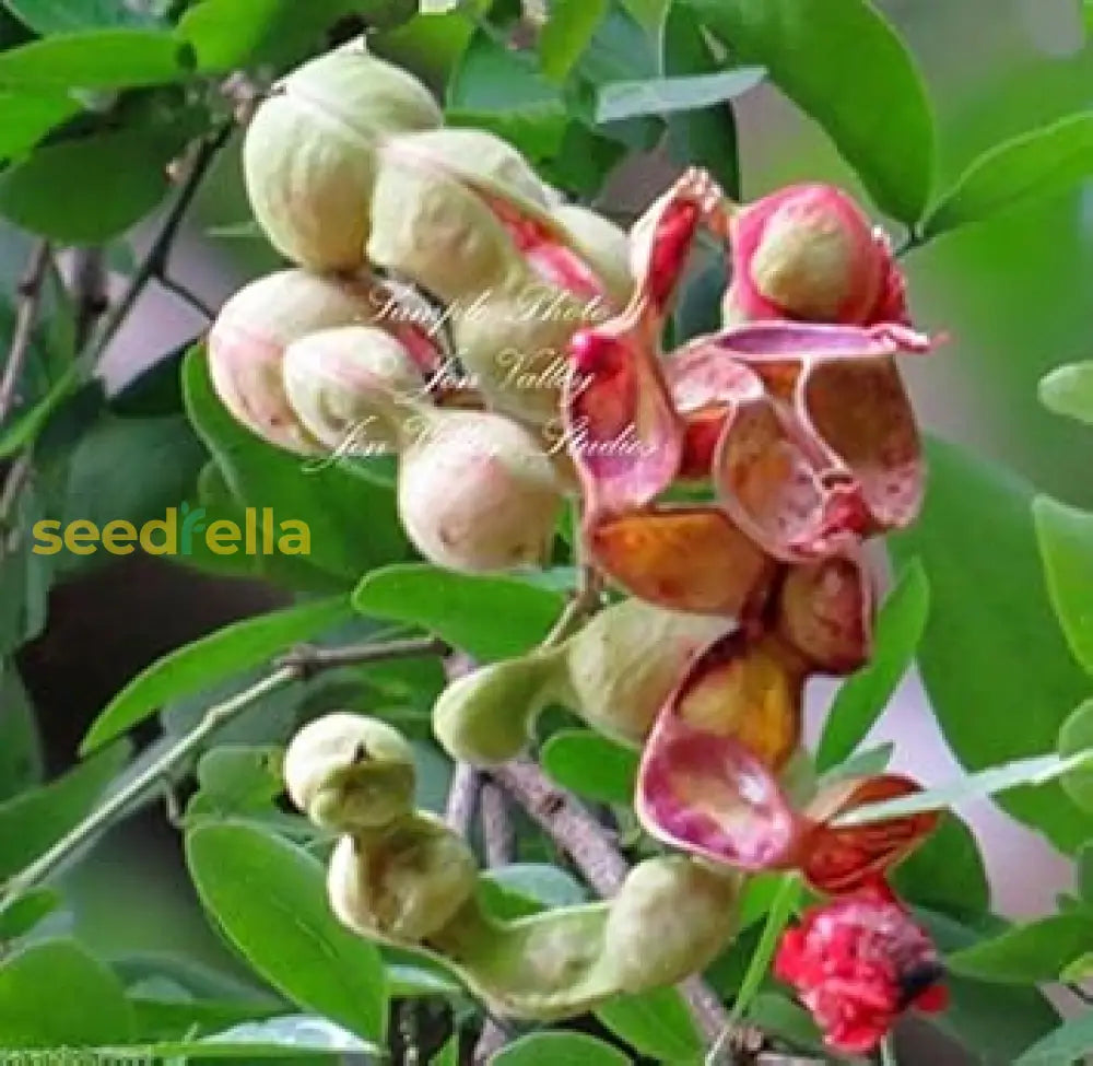Mixed Pithecellobium Seeds For Planting heirloom non-gmo organic garden seeds