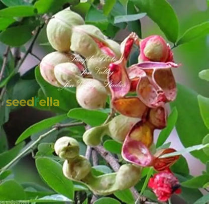 Mixed Pithecellobium Seeds For Planting heirloom non-gmo organic garden seeds
