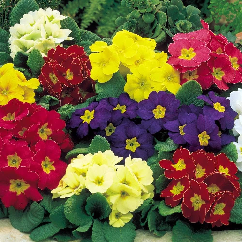 Mixed Primrose seeds for vibrant garden planting
