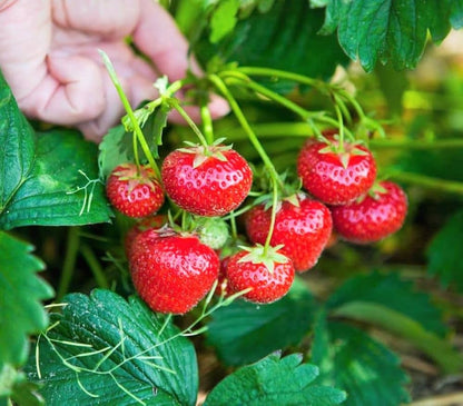 Mixed Strawberry Planting Seeds for Your Garden