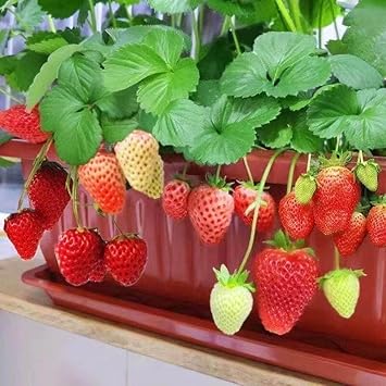 Mixed Strawberry Planting Seeds For Your Garden heirloom non-gmo organic garden seeds