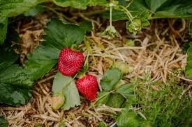 Mixed Strawberry Planting Seeds for Your Garden