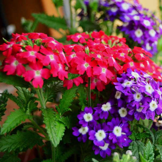 Mixed Verbena Flower Seeds for planting