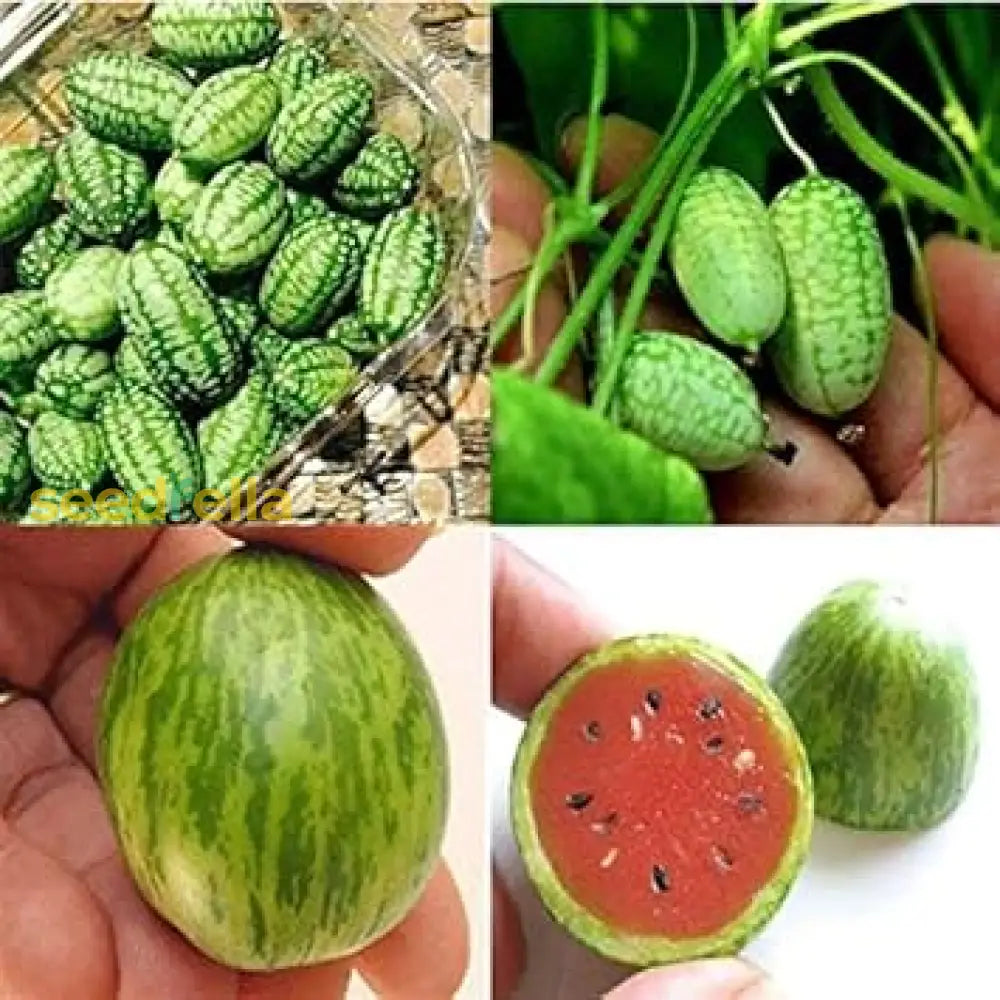 Mixed Watermelon Seeds For Planting | Grow Delicious Watermelon In Your Garden heirloom non-gmo organic garden seeds