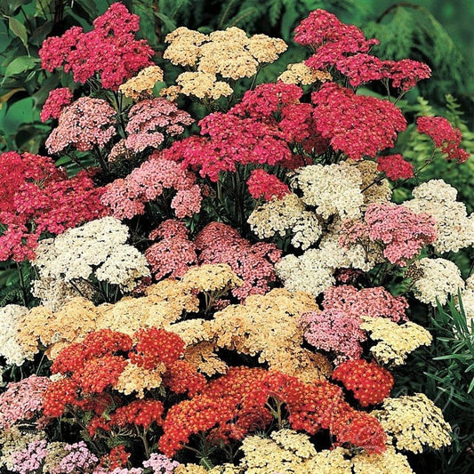 Mixed Summer Yarrow Achillea Millefolium Herb Flower Seeds – Red, Pink, White, Gold, Peach heirloom non-gmo organic garden seeds