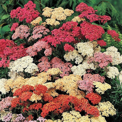 Mixed Summer Yarrow Achillea Millefolium Herb Flower Seeds – Red, Pink, White, Gold, Peach heirloom non-gmo organic garden seeds