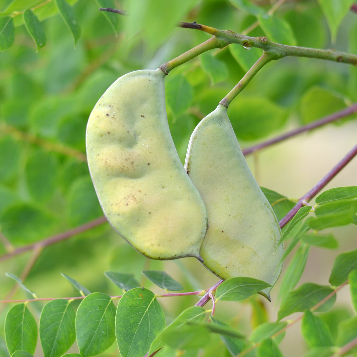 Kentucky Coffee Tree Seeds