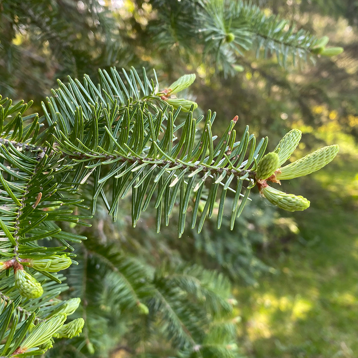 バルサムモミの木の種