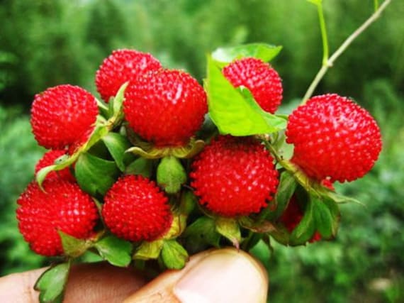 Edible Red Mock Strawberry (Potentilla indica, Duchesnea) Fruit Berry Seeds