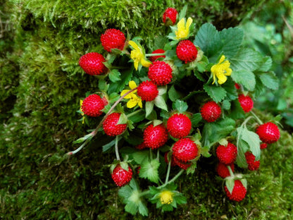 Edible Red Mock Strawberry Potentilla Indica, Duchesnea Fruit Berry Seeds heirloom non-gmo organic garden seeds