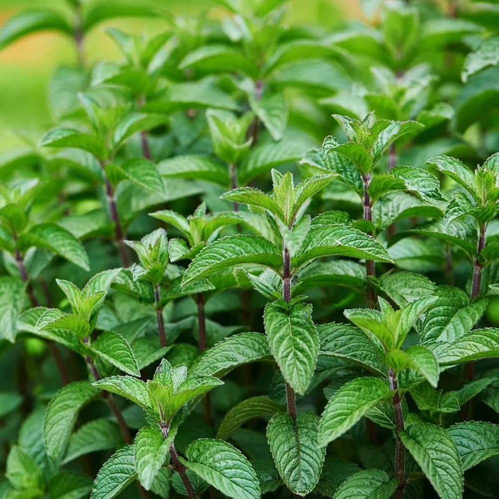 Mojito Mint Mentha X Villosa Seeds For Planting In Herb Gardens heirloom non-gmo organic garden seeds