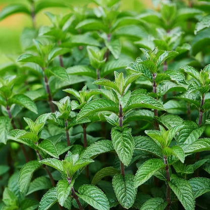 Mojito Mint Mentha X Villosa Seeds For Planting In Herb Gardens heirloom non-gmo organic garden seeds