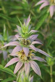 Spotted Bee Balm (Monarda punctata) Horesemint Dotted Mint Flower Herb Seeds