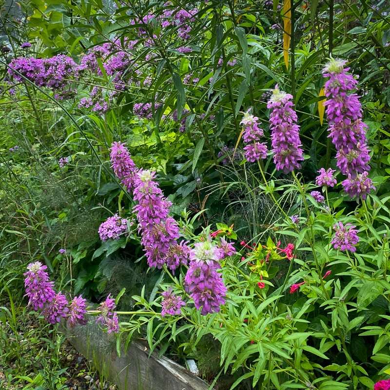 Purple Bergamot Flower seeds for Planting - Garden Favorite, Heirloom & GMO Free Seeds for Home Garden