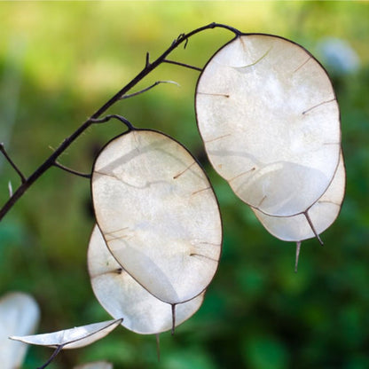 Lunaria Flower Seeds