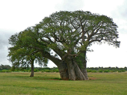 African Baobab Tree (Adansonia Digitata) Monkey Bread, Judas Fruit Seeds