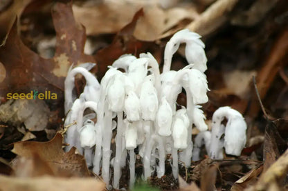 indian pipe plant seeds Buy Monotropa Uniflora Seeds