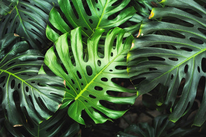 Organic Split Leaf Philodendron (Monstera Deliciosa) Swiss Cheese Plant Vine Seeds – Tropical Houseplant Beauty