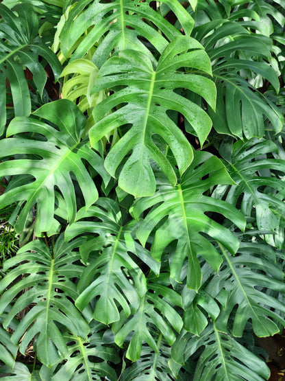 Organic Split Leaf Philodendron Monstera Deliciosa Swiss Cheese Plant Vine Seeds – Tropical Houseplant Beauty heirloom non-gmo organic garden seeds